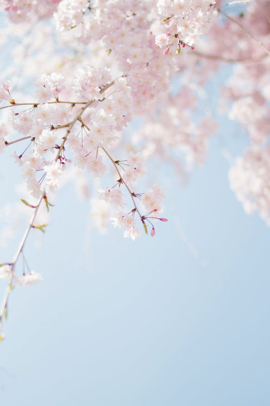 Welcoming Spring with INDEN: A Season of Renewal and Elegance