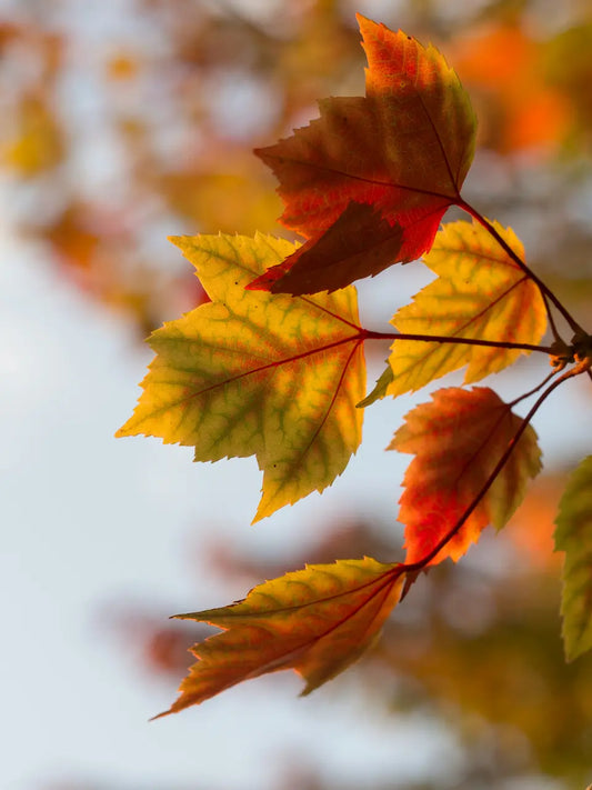 The Spirit of the Seasons: How Japan’s Deep Reverence for Nature Inspires INDEN’s Design