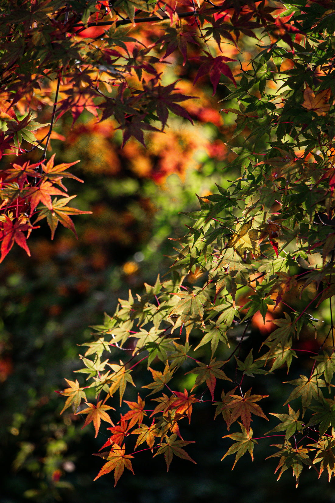 Embracing Autumn: The Subtle Elegance of INDEN and the Japanese Season of Change